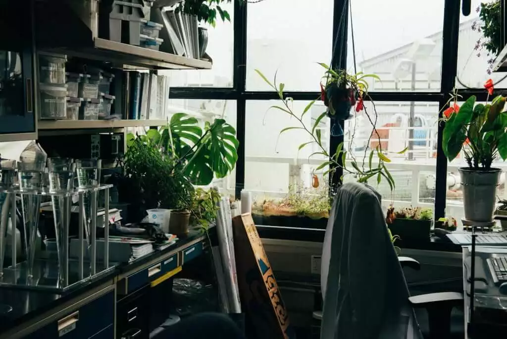 Having plants in the office can counteract decreased productivity at work